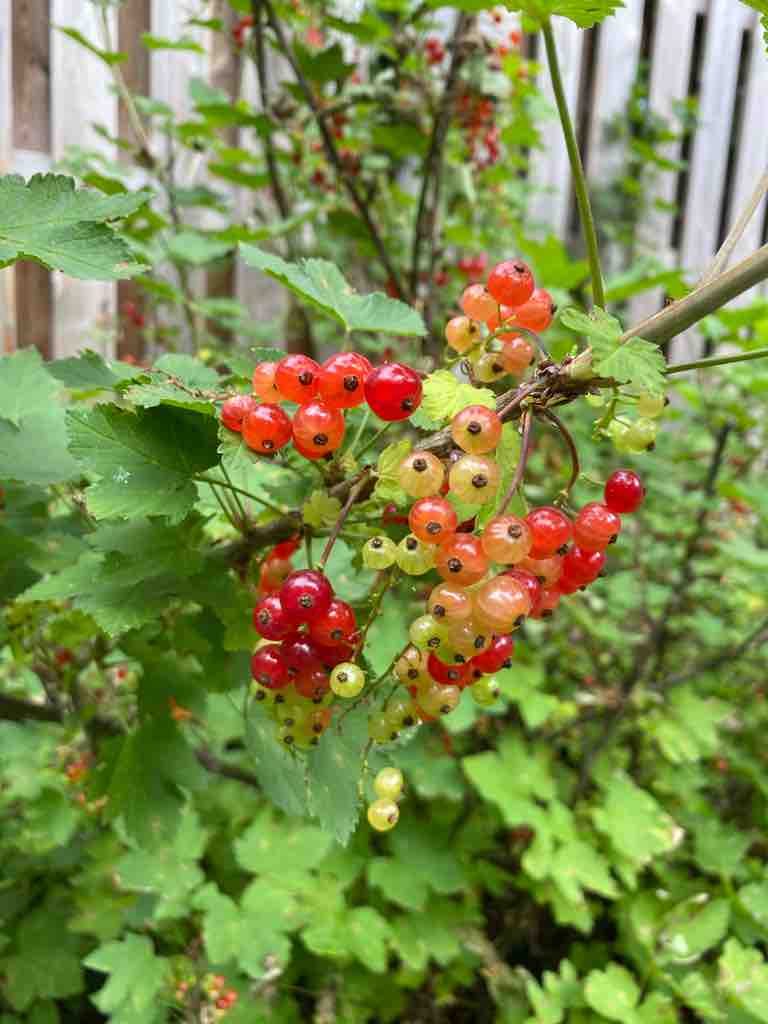 雨雨雨 はなかっぽ女将の北軽井沢生活