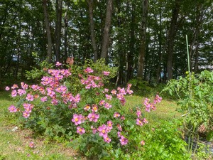 IMG_6755