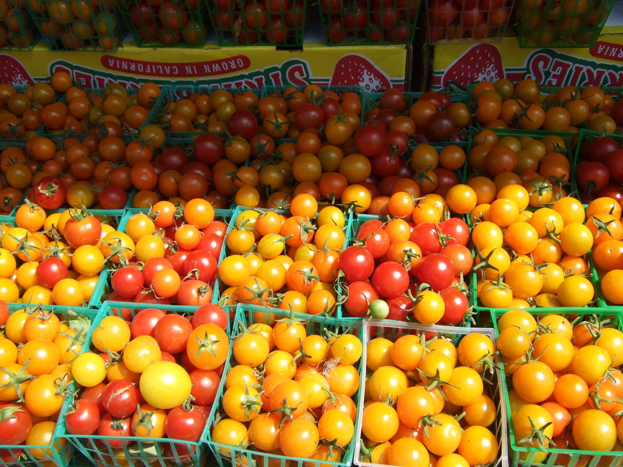 カリフォルニアのキラキラ トマト はなしのタネ