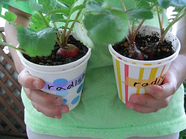紙コップ野菜のその後 はなしのタネ