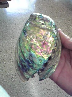 アワビ 貝殻 グリーン 鮑 あわびの美しい輝き ルアーや工作 小物入れに Abalone Ear Shell アワビ 貝殻 Studiodeiure It