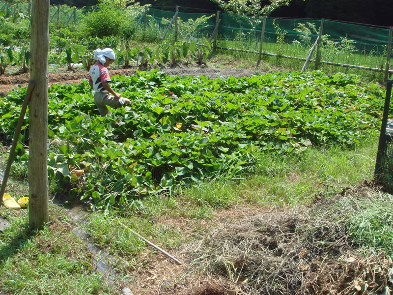 真夏 畑の野菜への水やり 愛知の田舎で古民家暮らし