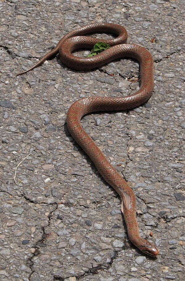 愛知の田舎で古民家暮らし : ヘビ(蛇)「ジムグリ?」…豊田市足助に住む野生動物紹介編