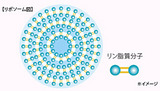 リポソーム