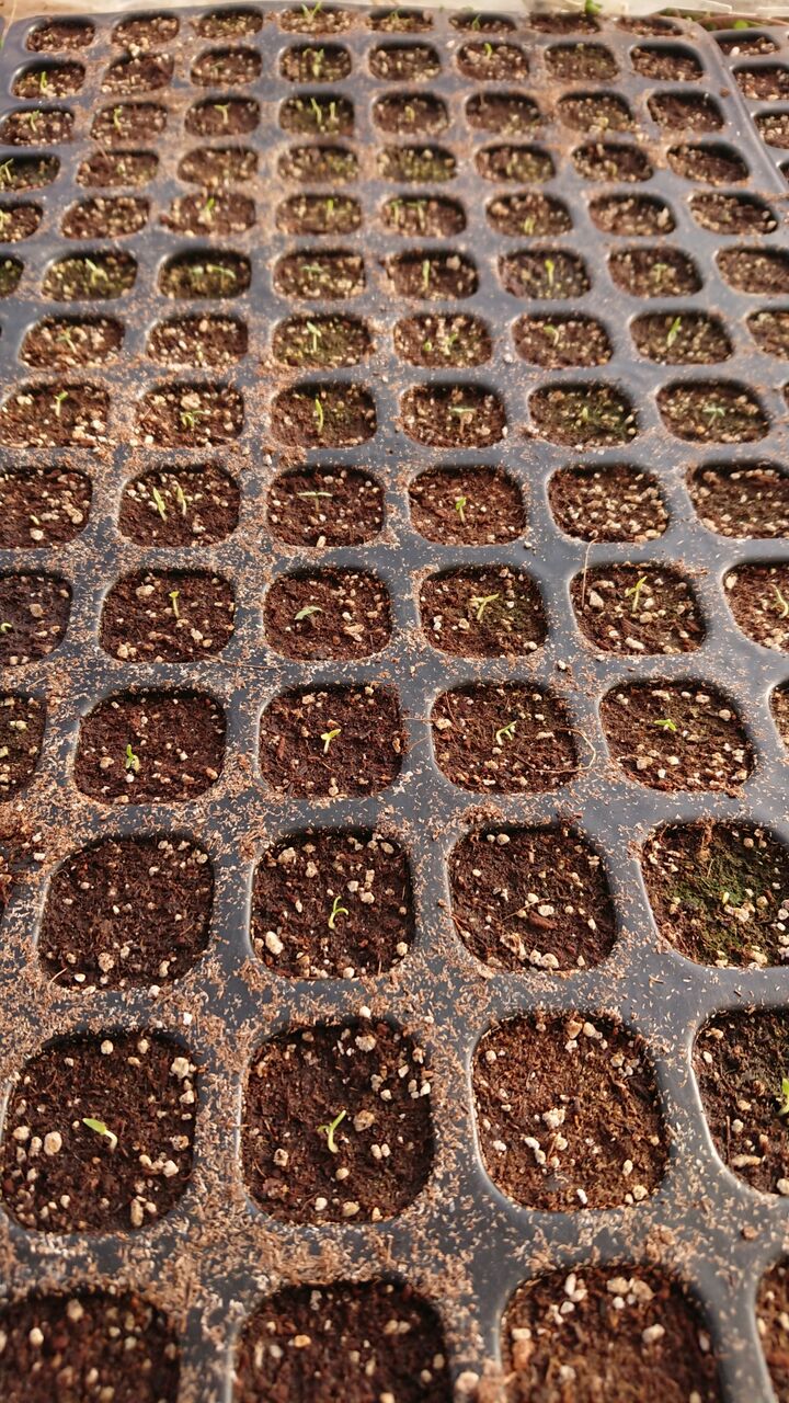 ハラペーニョ発芽と種まき 今日の畑 ヤマザキ農園