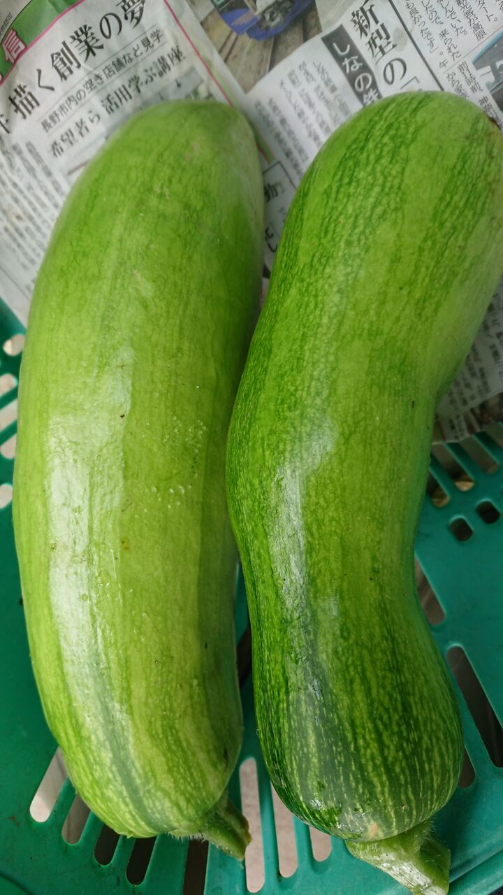 韓国かぼちゃを干しました 今日の畑 ヤマザキ農園 韓国かぼちゃを干しました 今日の畑 ヤマザキ農園