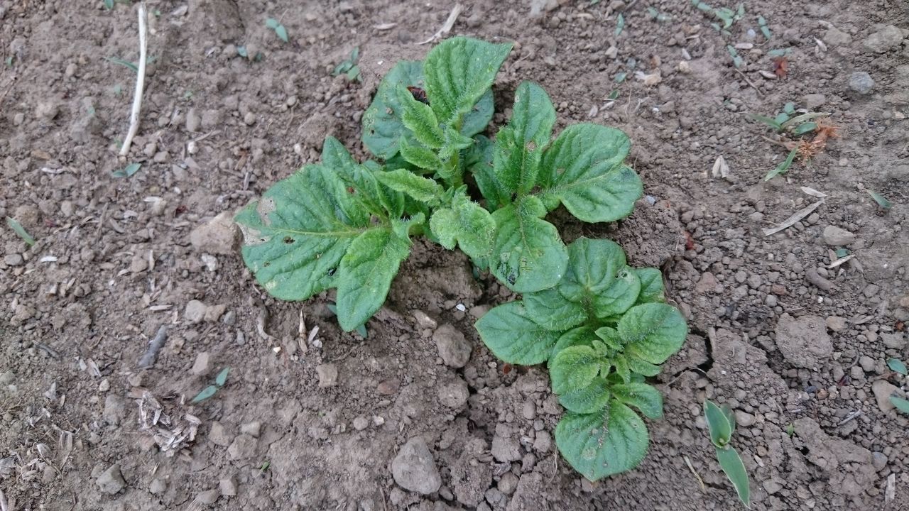 じゃがいも発芽 今日の畑 ヤマザキ農園 じゃがいも発芽 今日の畑 ヤマザキ農園