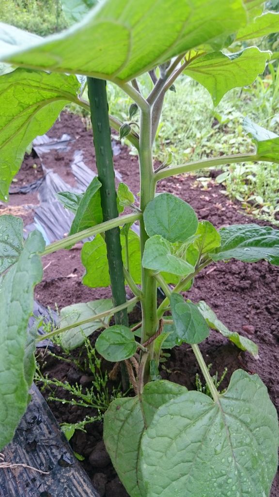 食用ほおずきの脇芽取りと花 今日の畑 ヤマザキ農園 食用ほおずきの脇芽取りと花 今日の畑 ヤマザキ農園