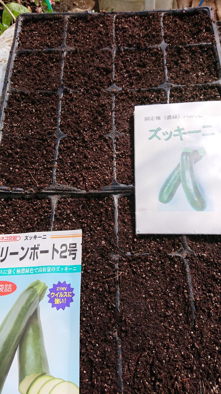 ハラペーニョ発芽と種まき 今日の畑 ヤマザキ農園