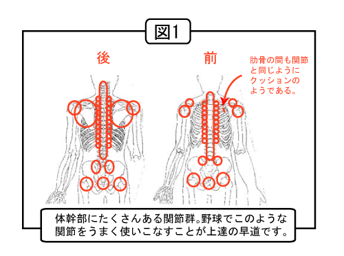 ケトルベルで肩のインナーマッスルを強化調整する 肩鎖関節ストレッチトレーニング ウェイトトレーニング回旋系 ナチュラルボディー理論 野球の骨 コツ