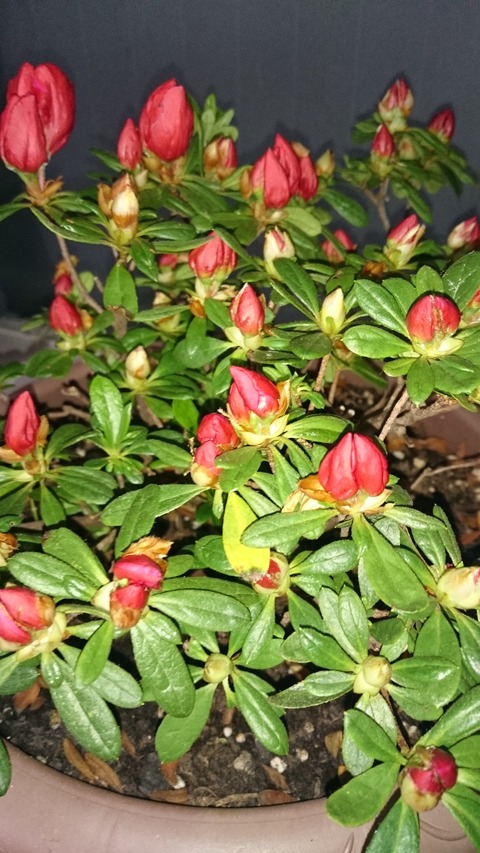 つれづれに書いてみました...野菜インドカレー