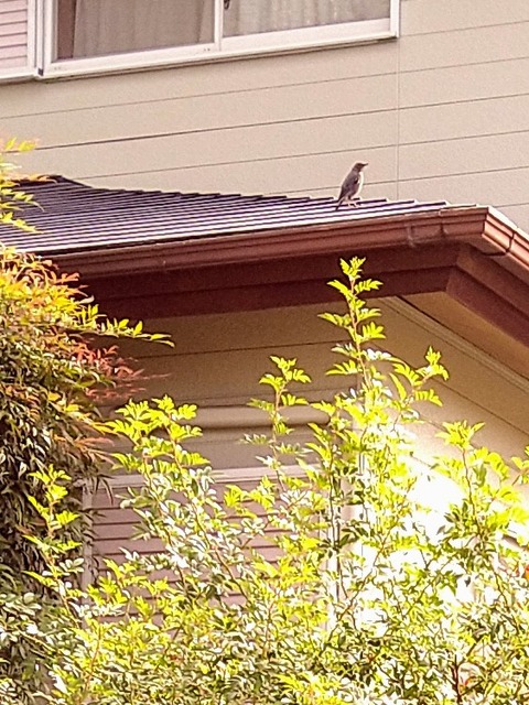 つれづれに書いてみました...ニンジンで免疫力UP