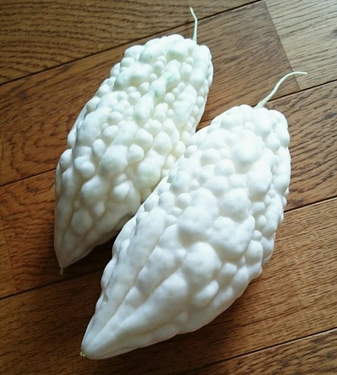 つれづれに書いてみました....白いゴーヤ