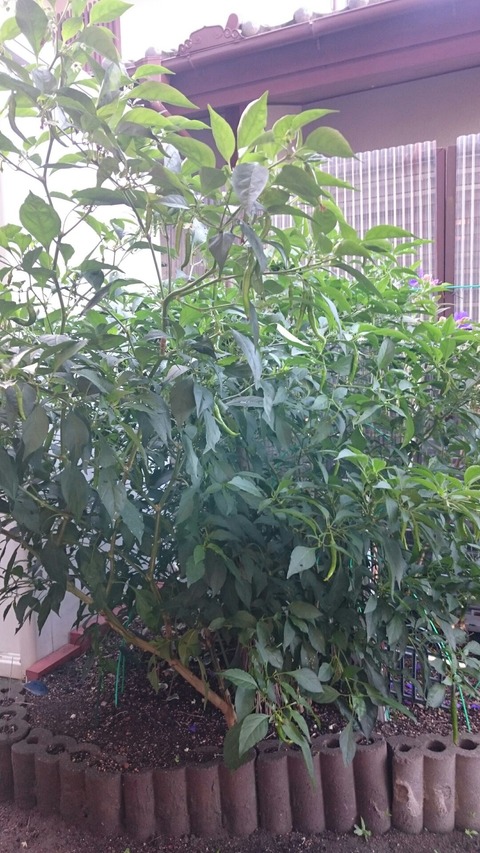 つれづれに書いてみました....朝日&ピーマン