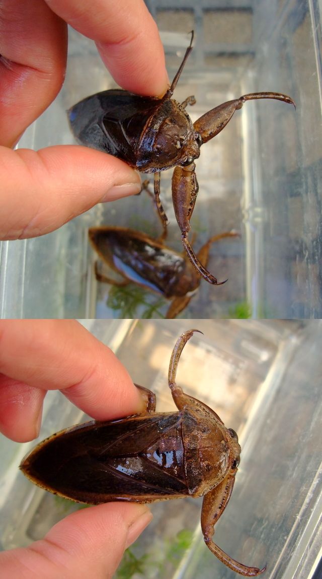 子供と魚採り タガメ飼育 Natural Field