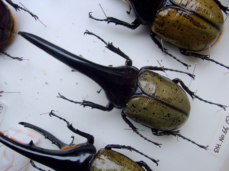 岐阜のタカ◇OAKS.T-117血統（MX）ｘFF・T-117　DHヘラクレス♀69mm単品◇1413 Hercules Warehouse - T117-FFOAKS vol.3