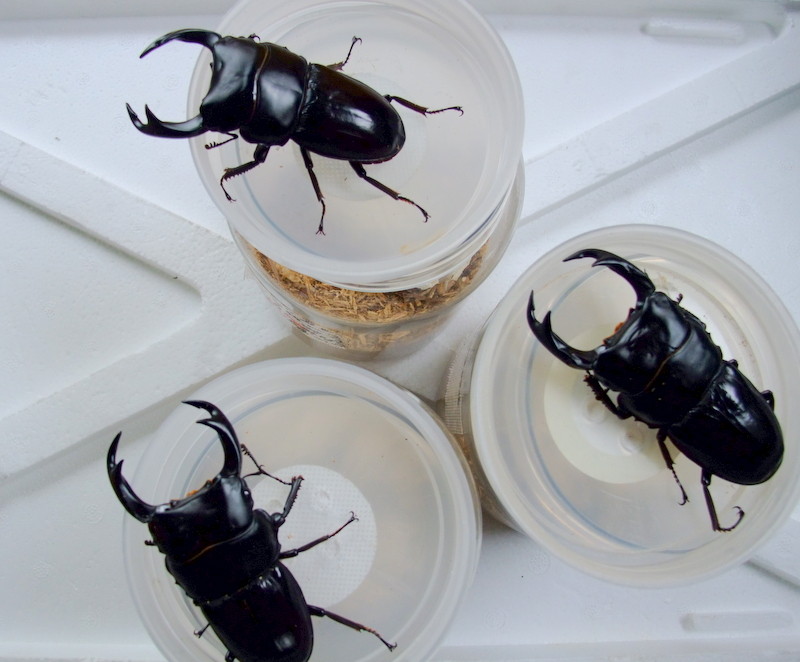 【美形】ブータンクルビデンス75mmペア くわかぶプラネット &frasl; ブータンクルビデンスオオクワガタペア