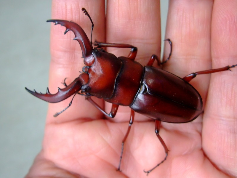 クロシマノコギリ スーパーレッド Natural Field