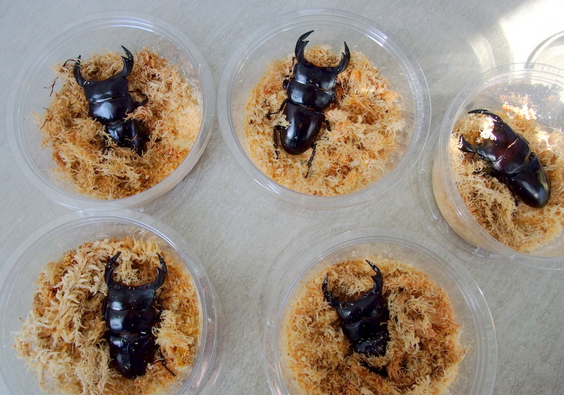 ネパール・アンタエウス（コタン） : natural field