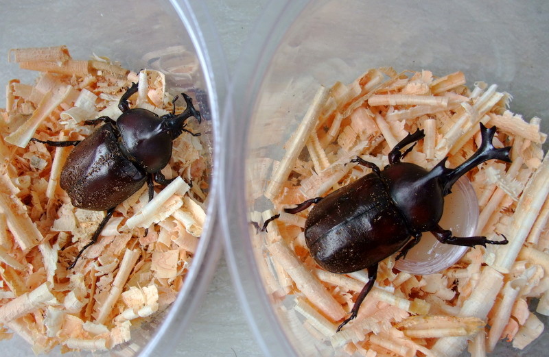 国産 離島種 ノコギリ コクワ カブトムシ届きました : natural field