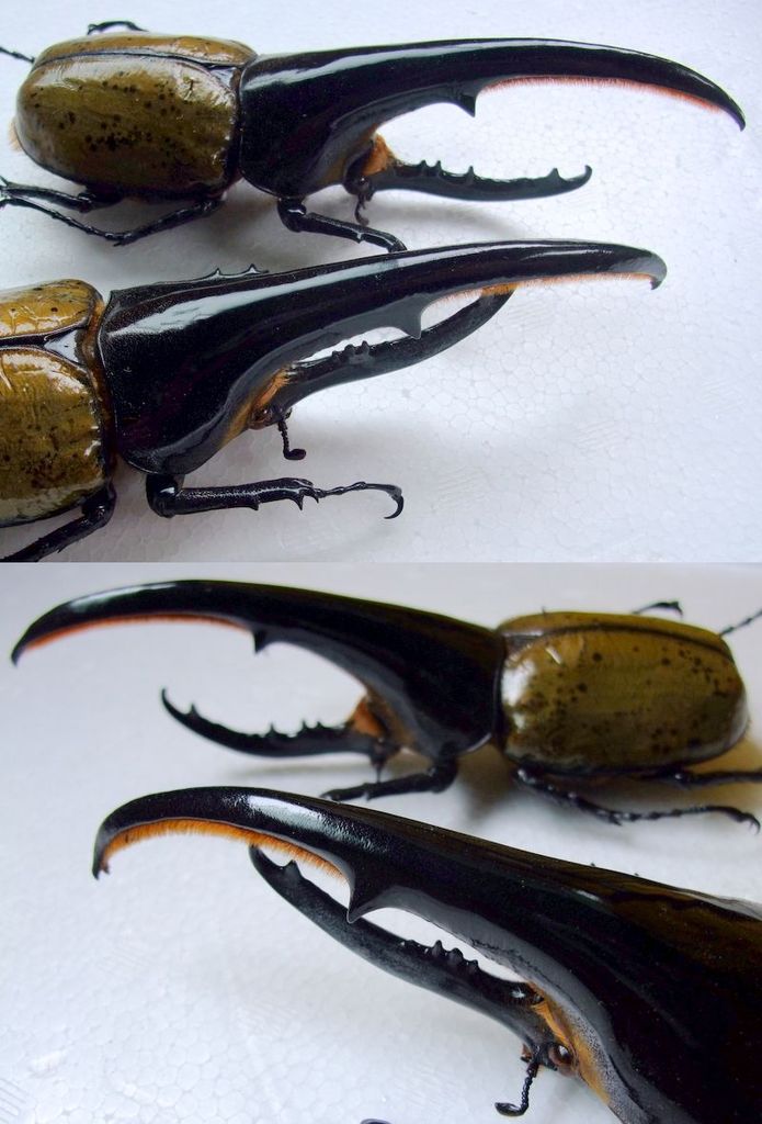 ［OAKS血統］DHヘラクレス　♂ ♀　　　　 DH ヘラクレス オオカブト 成虫 ♂♀ ペア ♂170mm ♀フリーサイズ