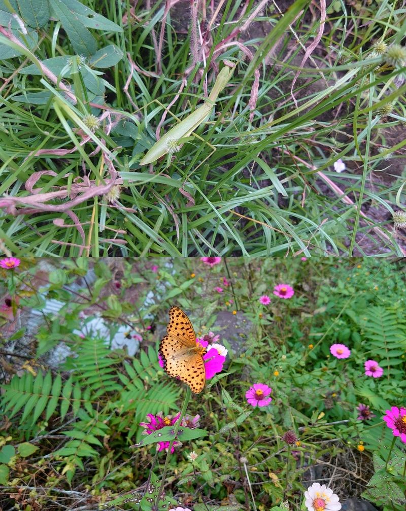 最近の出来事・・コケ山・その他🍺HirokA氏と : natural field