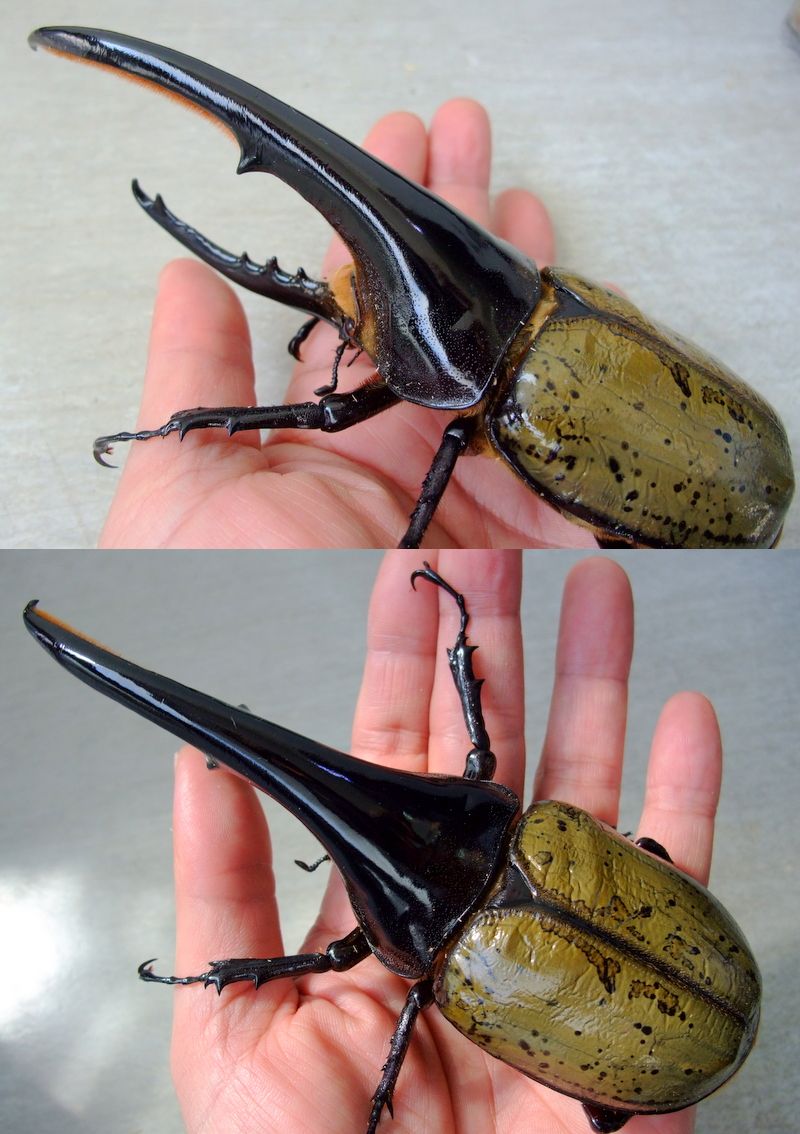 BULL血統ヘラクレスオオカブト オス 羽化不全個体 OAKS血統 ヘラクレス 種♂ 其の① : natural field