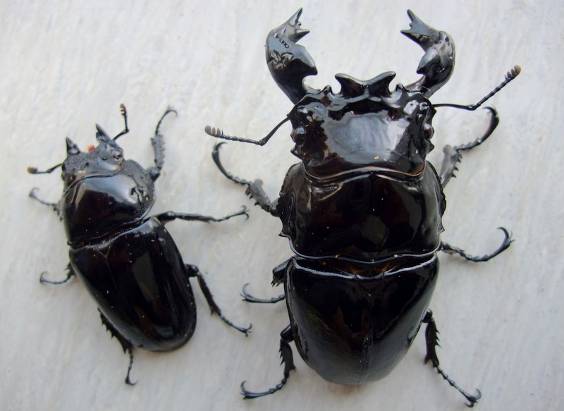 タランドゥス 幼虫・最近の割り出し : natural field