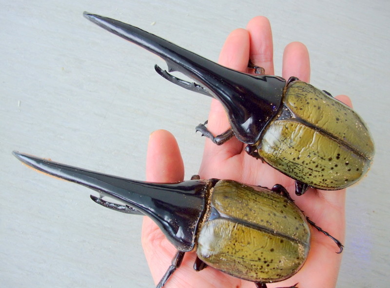 極太血統 (AB×OAKS.T-117×T-115) ヘラクレスヘラクレス ♂♀♀トリオ