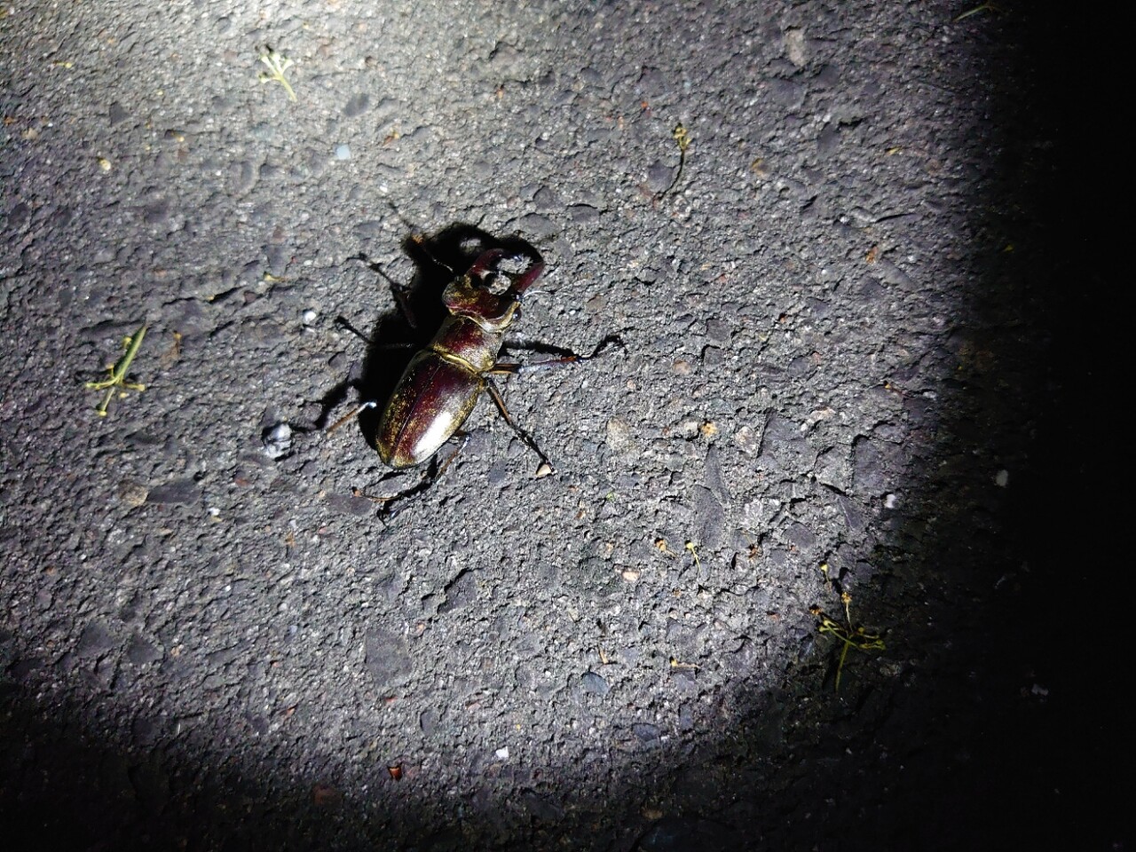 最近の出来事 虫捕り 捕れ Zz Natural Field 最近の出来事 虫捕り 捕れ Zz Natural Field