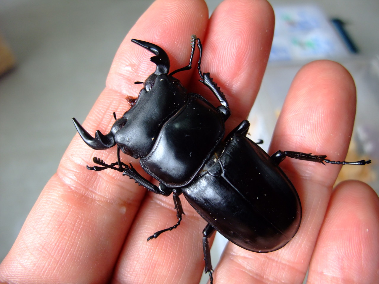 ☆★ アンタエウス♂４頭 ☆★ ブータンアンタエウス飼育記 : オオカブトの部屋