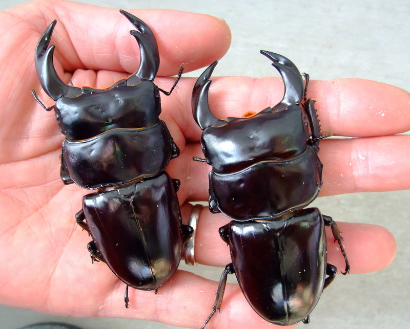 ネパール・アンタエウス（コタン） : natural field