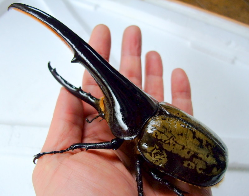 DH ヘラクレス オオカブト 成虫 ♂♀ ペア ♂170mm