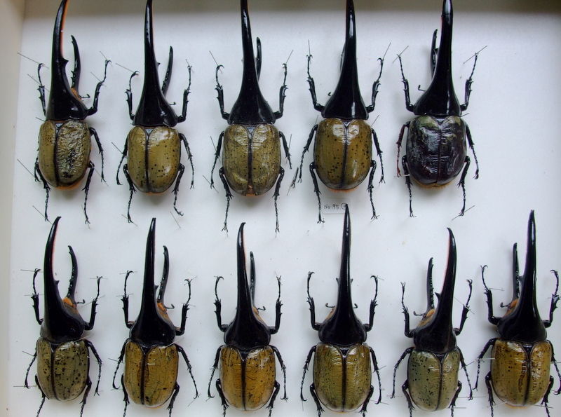 ◆OAKS　レギウス　ストレート系　ペア　良血統◆2