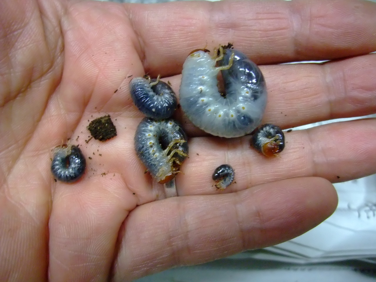 コカブトムシと地元のお祭り Natural Field コカブトムシと地元のお祭り Natural Field