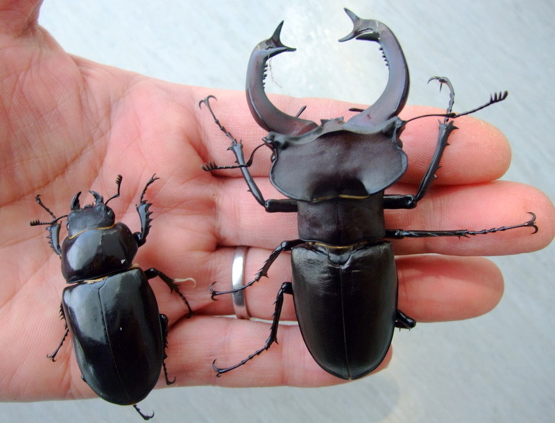 【raru108】ユダイクスミヤマ♂83，5ｍｍ 単品 ユダイクス ミヤマ 83ｍｍペア