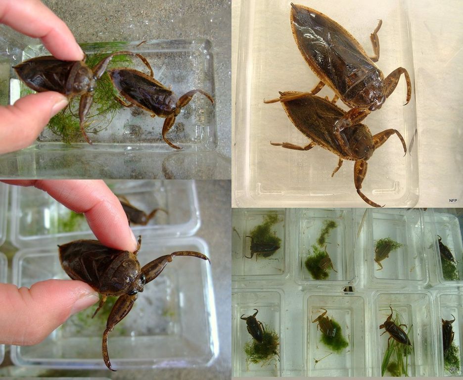 子供と魚採り タガメ飼育 Natural Field