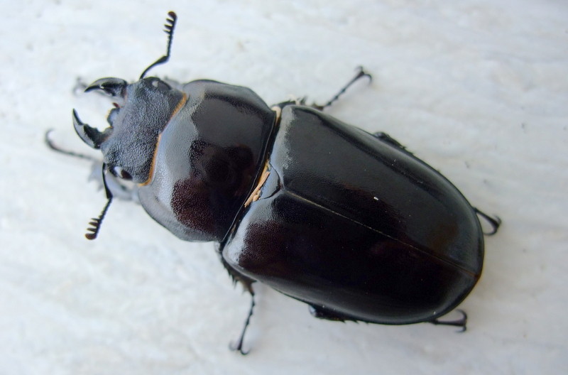 ユダイクスミヤマ 久々です : natural field