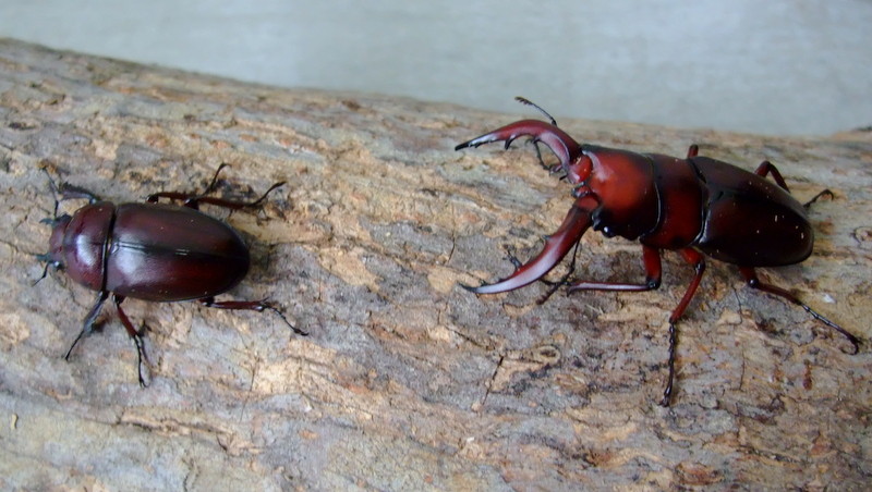 ■大型 美麗 希少■クロシマノコギリ■Glossy Super Red SP 紅玉■ペア ♂強湾曲63.1mm ♀38.3mm ■ 鹿児島県鹿児島郡三島村黒島中里林道産 飼育種紹介 その58 クロシマノコギリクワガタ | kuwa-yanagawaの