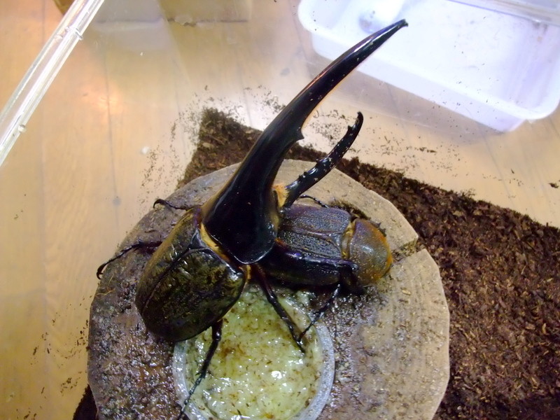 ヘラクレス HIROKAさんよりヘラクレス♀到着 : natural field