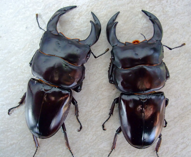 ネパール・アンタエウス（コタン） : natural field