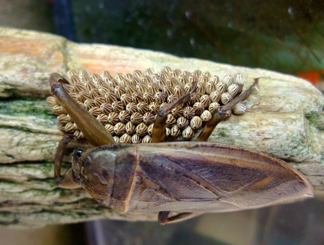 子供と魚採り タガメ飼育 Natural Field