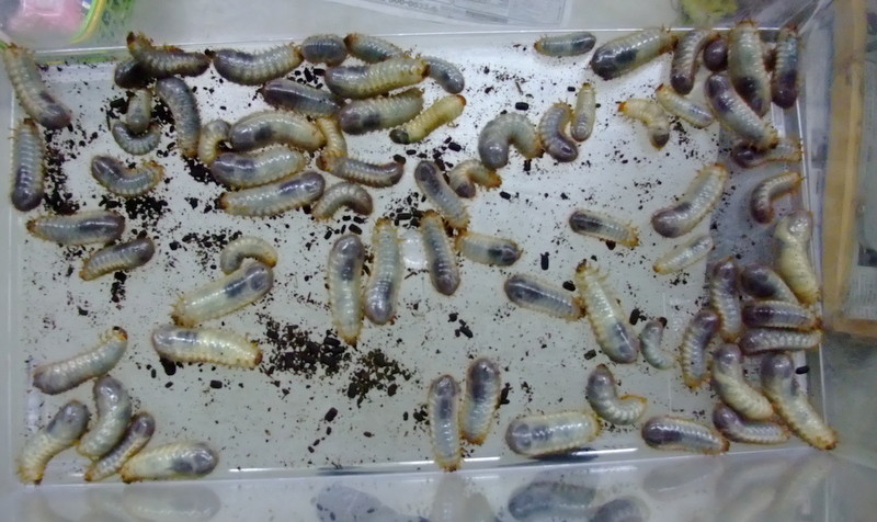 朝から 幼虫三昧 Natural Field