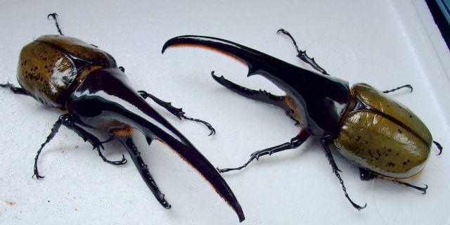 ［OAKS血統］DHヘラクレス　♂ ♀　　　　 DH ヘラクレス オオカブト 成虫 ♂♀ ペア ♂170mm ♀フリーサイズ