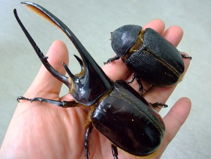 Oaks血統 サタンオオカブト 産卵開始 彡とネプチューン羽化個体 Natural Field Oaks血統 サタンオオカブト 産卵開始 彡とネプチューン羽化個体 Natural Field