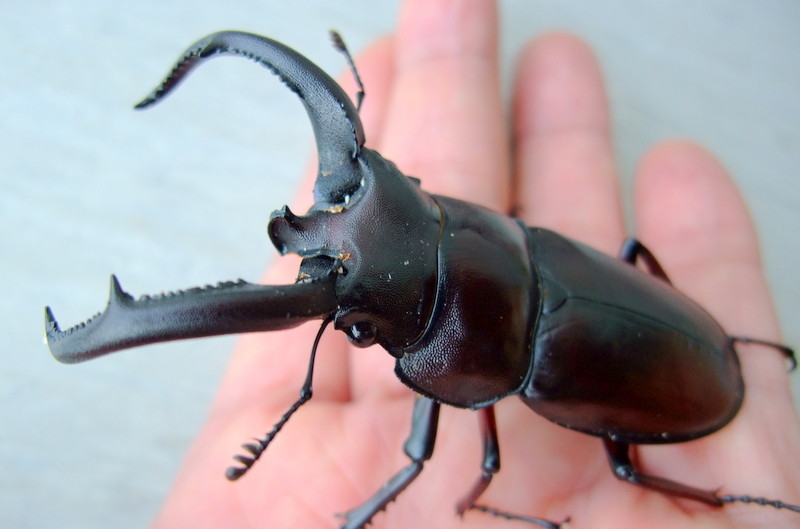 ぺロッティ―シカクワガタとブラックハスタートノコギリ・割り出し