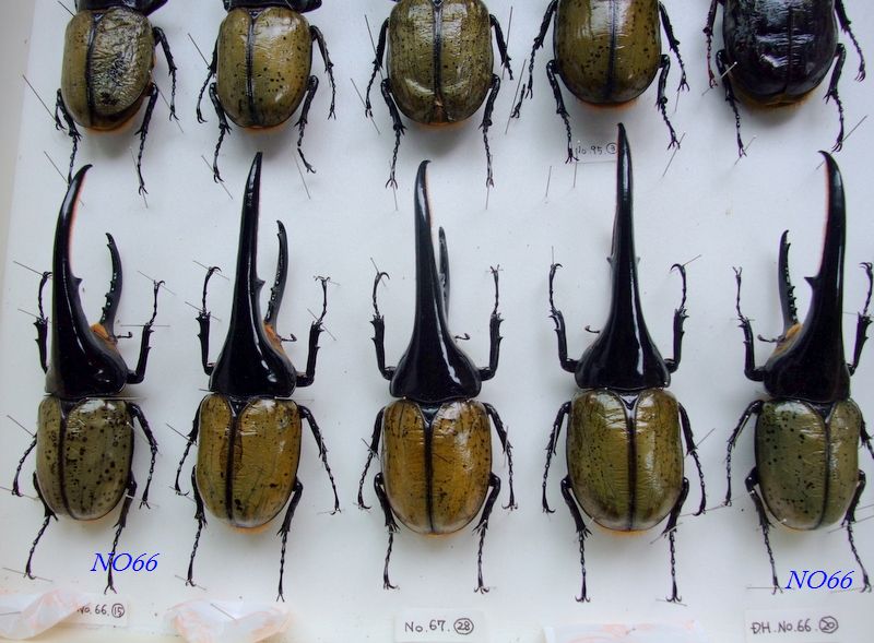 岐阜のタカ◇OAKS.T-117血統（MX）ｘT-115　DHヘラクレス♀72mm単品◇1341 岐阜のタカ◇OAKS.T-117血統（MX）ｘT-115 DHヘラクレス♀71mm単品