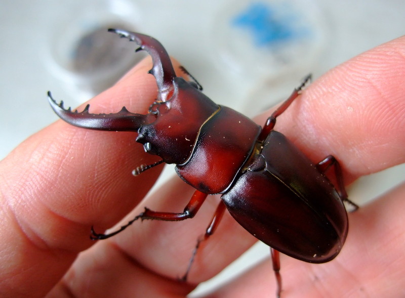 国産 離島種 ノコギリ コクワ カブトムシ届きました : natural field