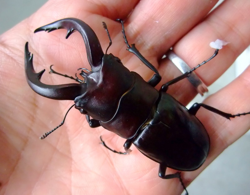 奄美・徳之島 ワイルド便 到着 : natural field