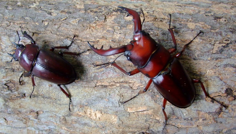 クロシマノコギリ（成虫）ペア クロシマノコギリ ペア クロシマ